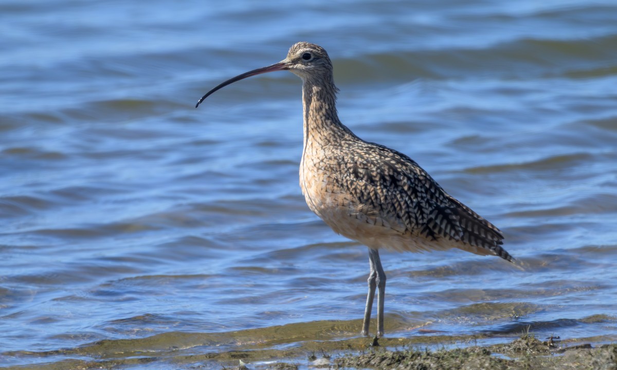 Long-billed Curlew - ML642307630