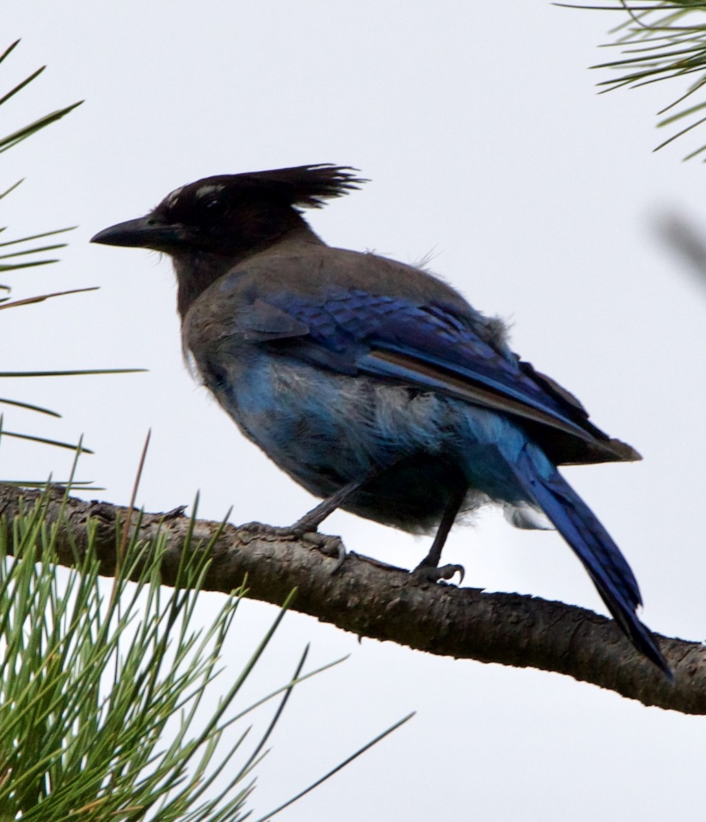 Steller's Jay - ML642307639