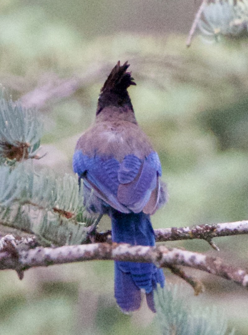 Steller's Jay - ML642307640