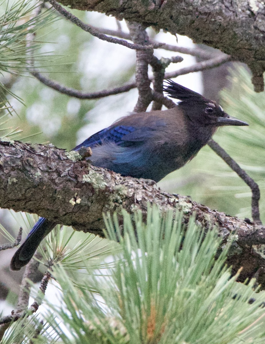 Steller's Jay - ML642307642