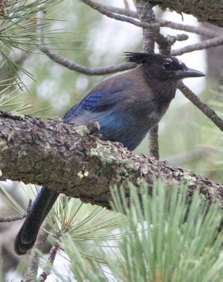 Steller's Jay - ML642307643