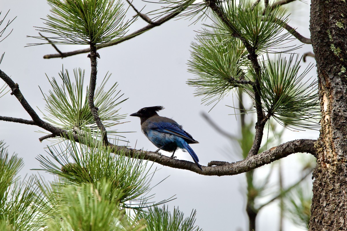 Steller's Jay - ML642307644