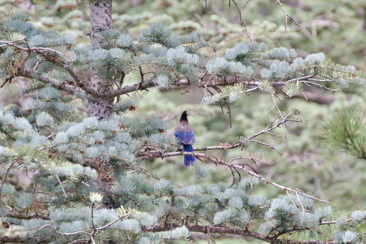 Steller's Jay - ML642307645