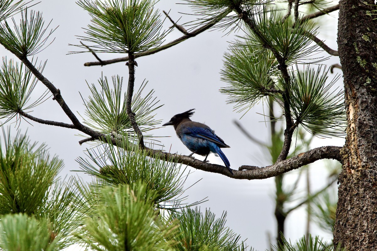 Steller's Jay - ML642307646
