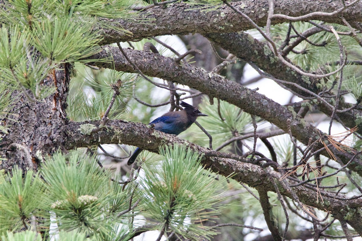 Steller's Jay - ML642307648