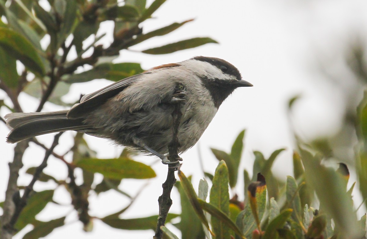 Chestnut-backed Chickadee - ML642307654