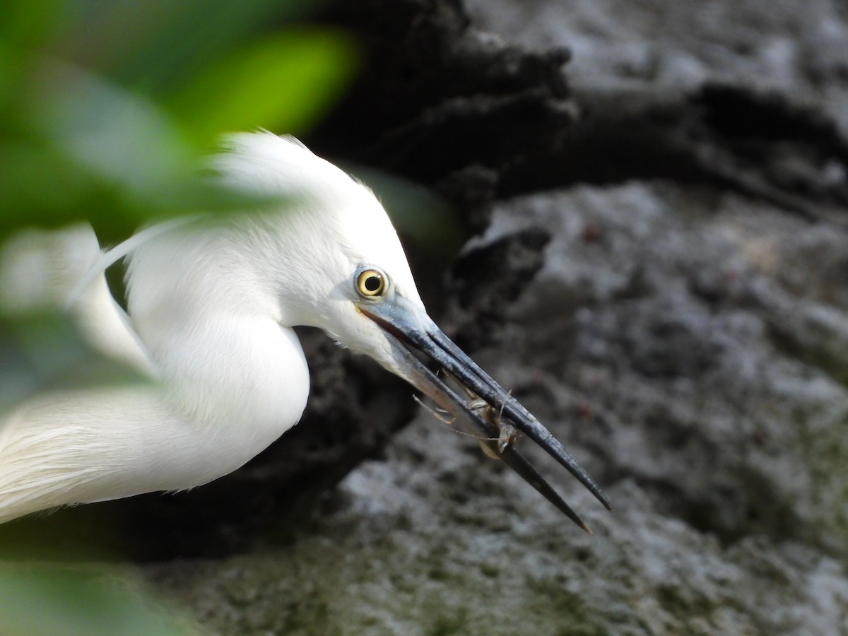 Little Egret - ML642307659