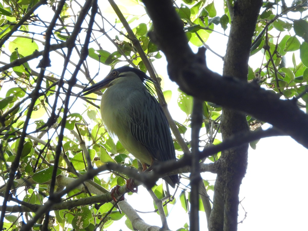 Little Heron - ML642307662