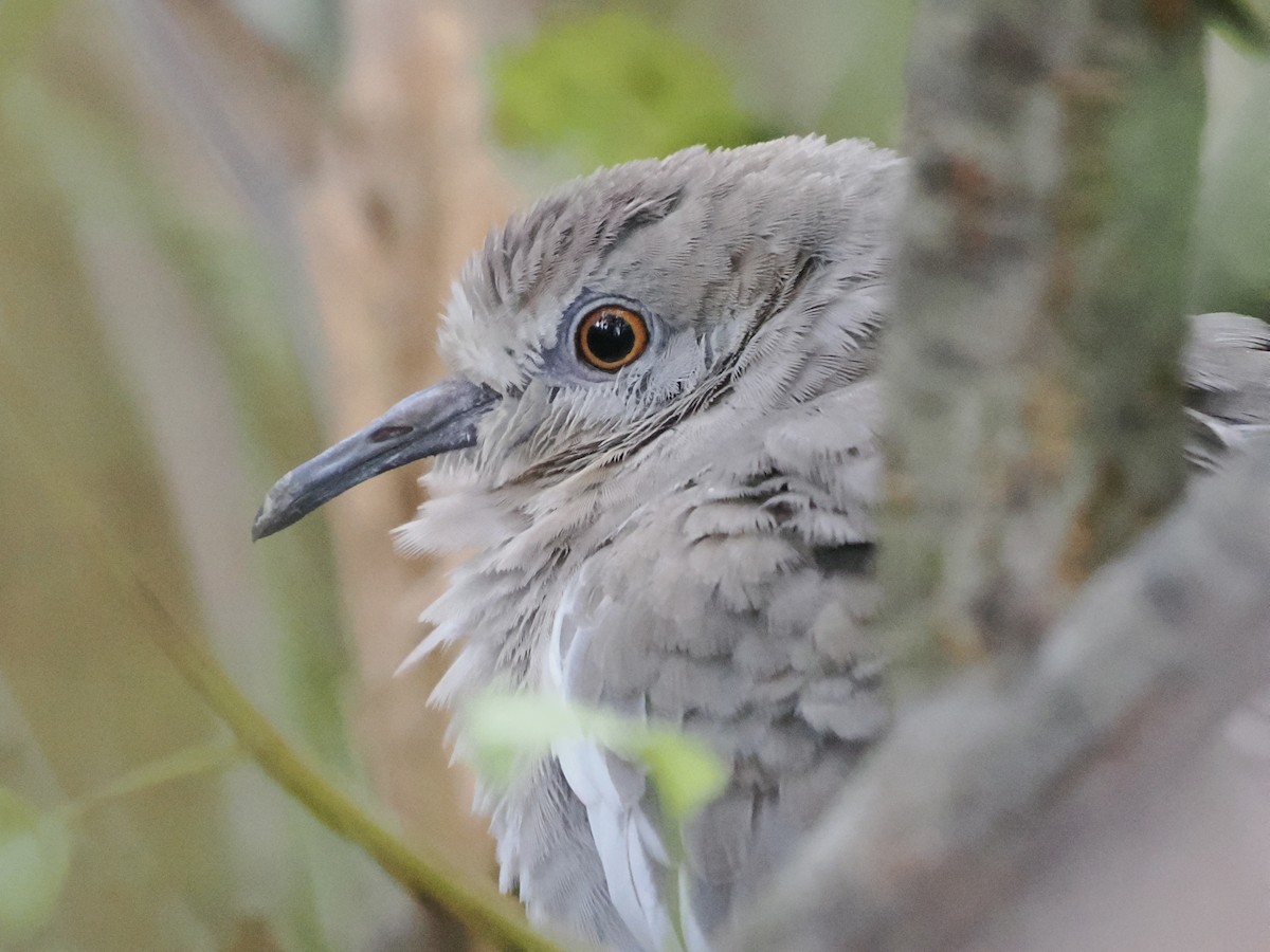 White-winged Dove - ML642307668