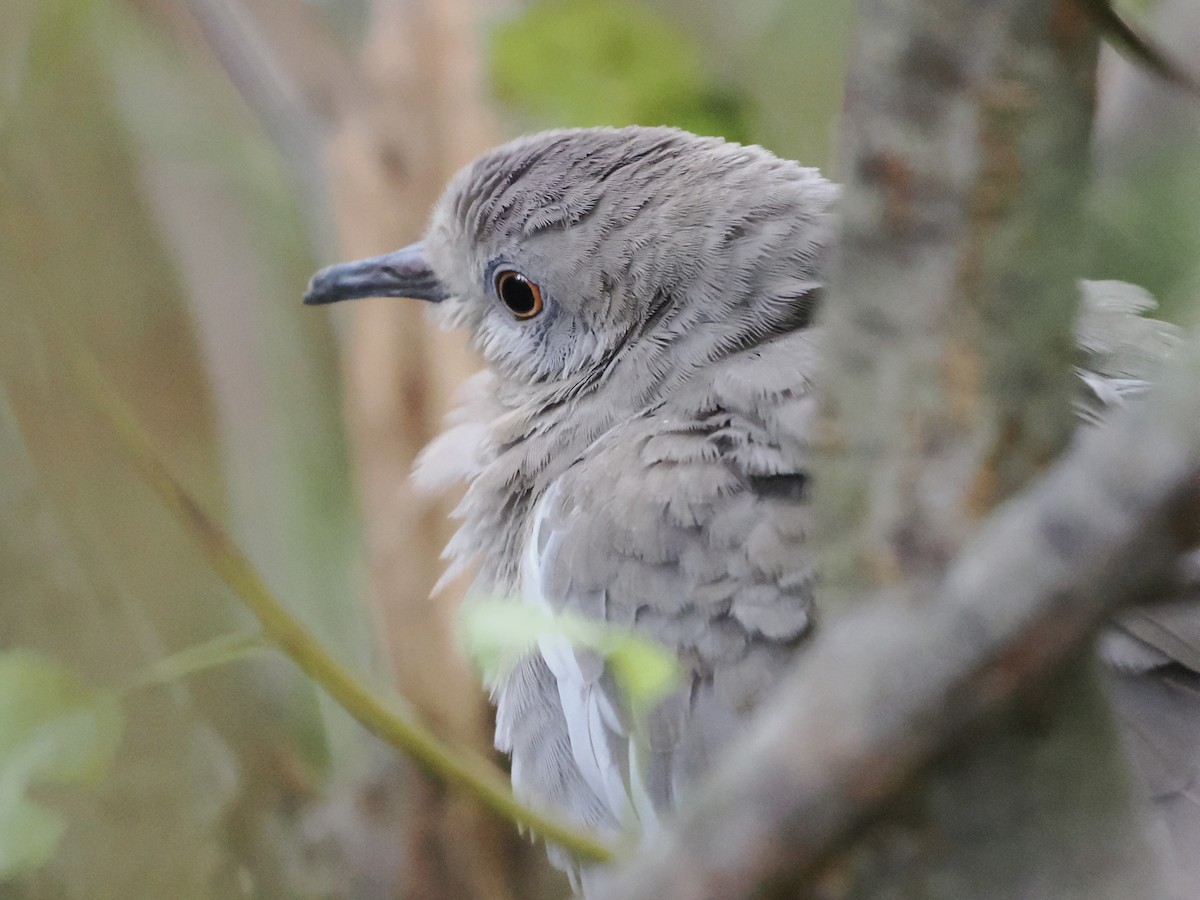 White-winged Dove - ML642307669