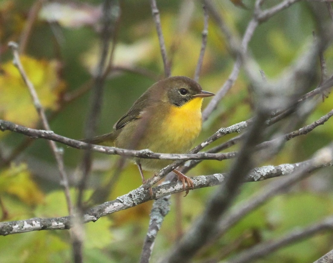 Common Yellowthroat - ML642307673