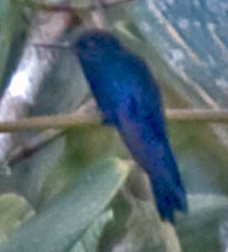 Colibrí Real - ML642307678