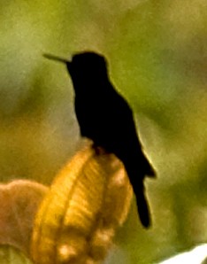 Colibrí Real - ML642307679