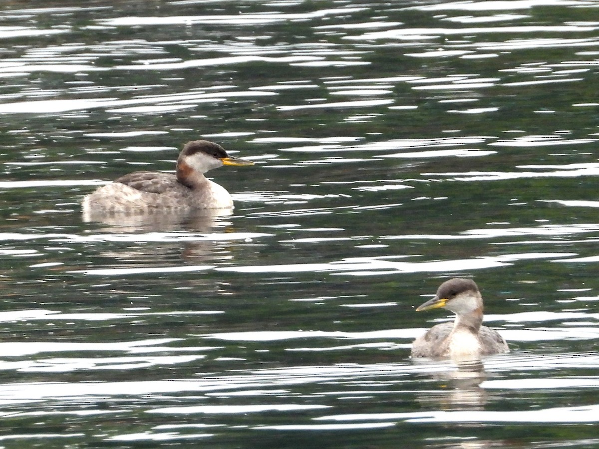 Red-necked Grebe - ML642307686