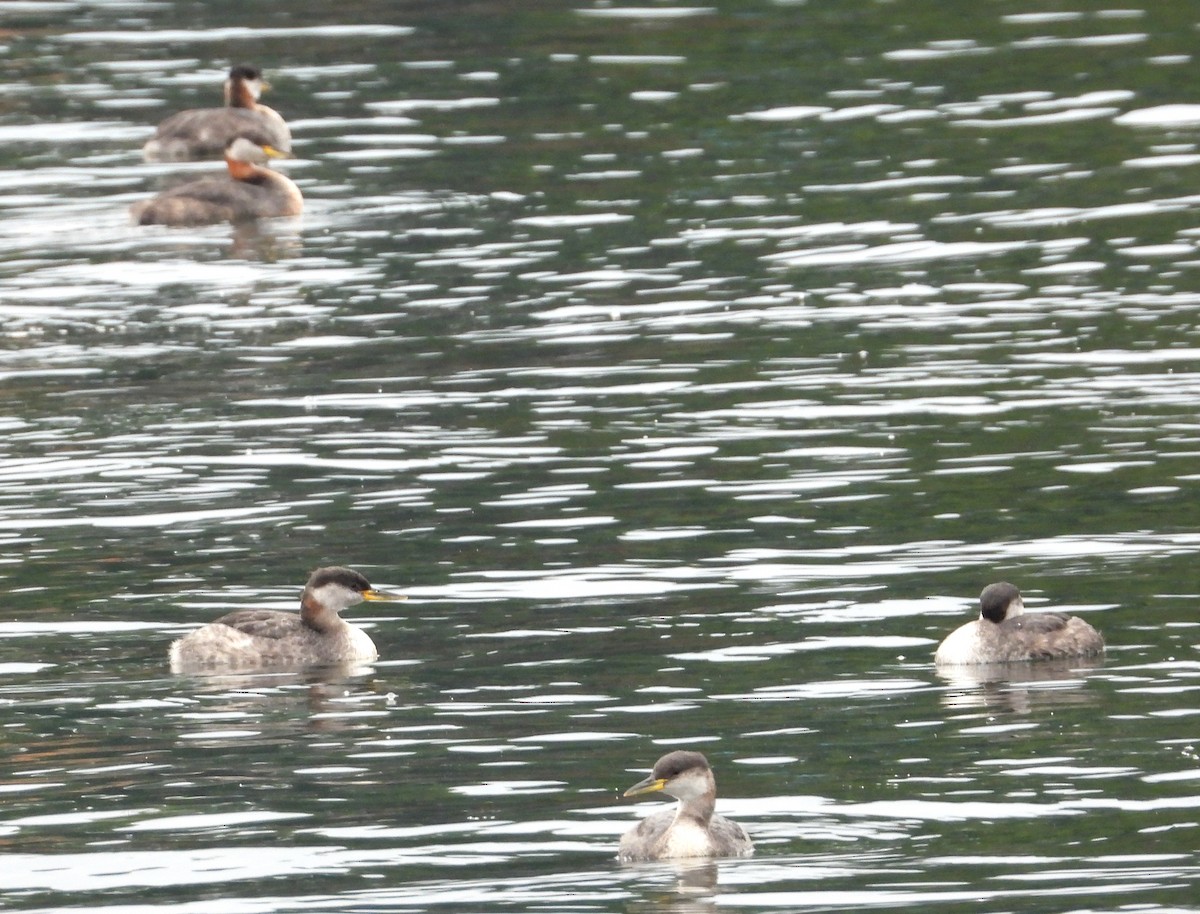 Red-necked Grebe - ML642307689
