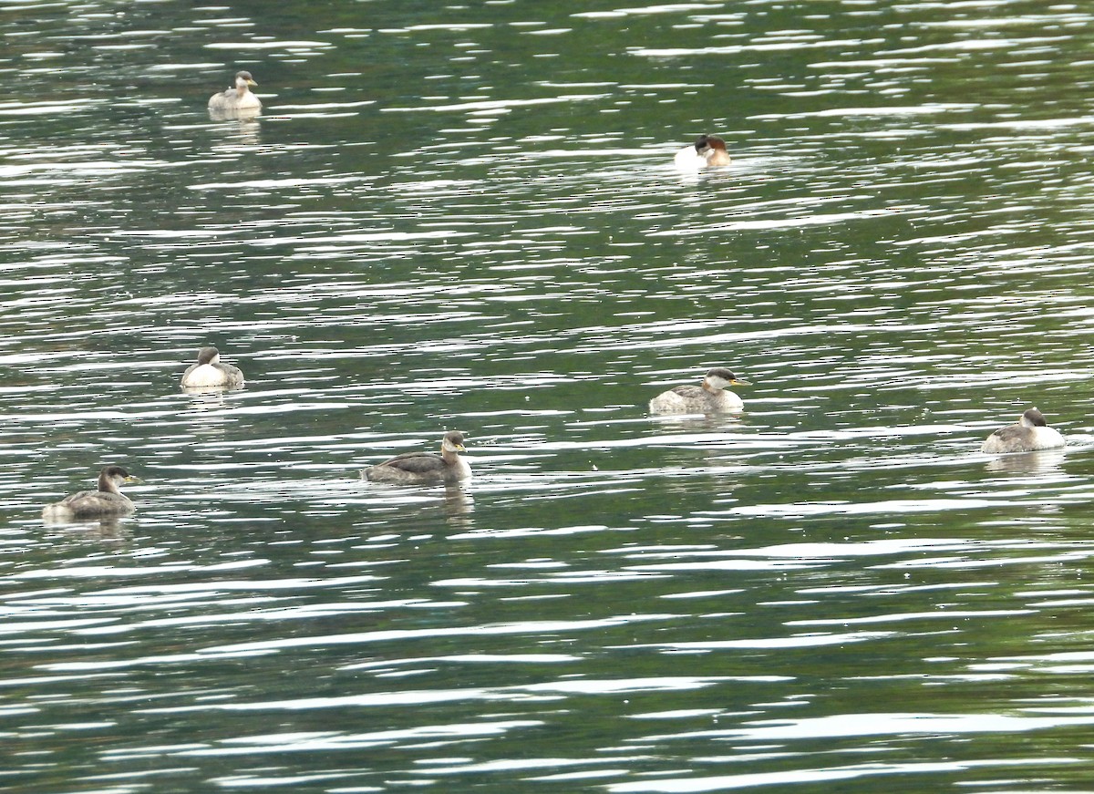 Red-necked Grebe - ML642307692