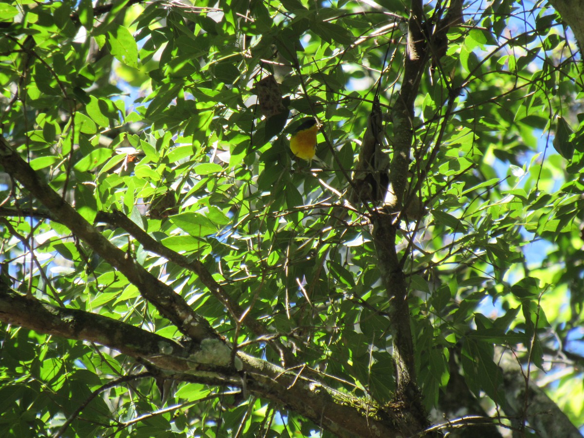 Tropical Parula - ML642307702