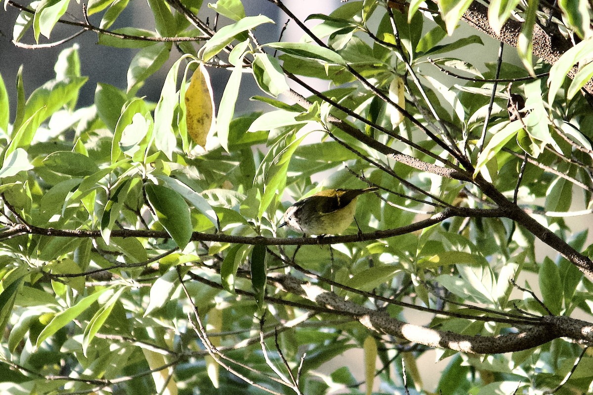 Ashy-throated Warbler - ML642307712