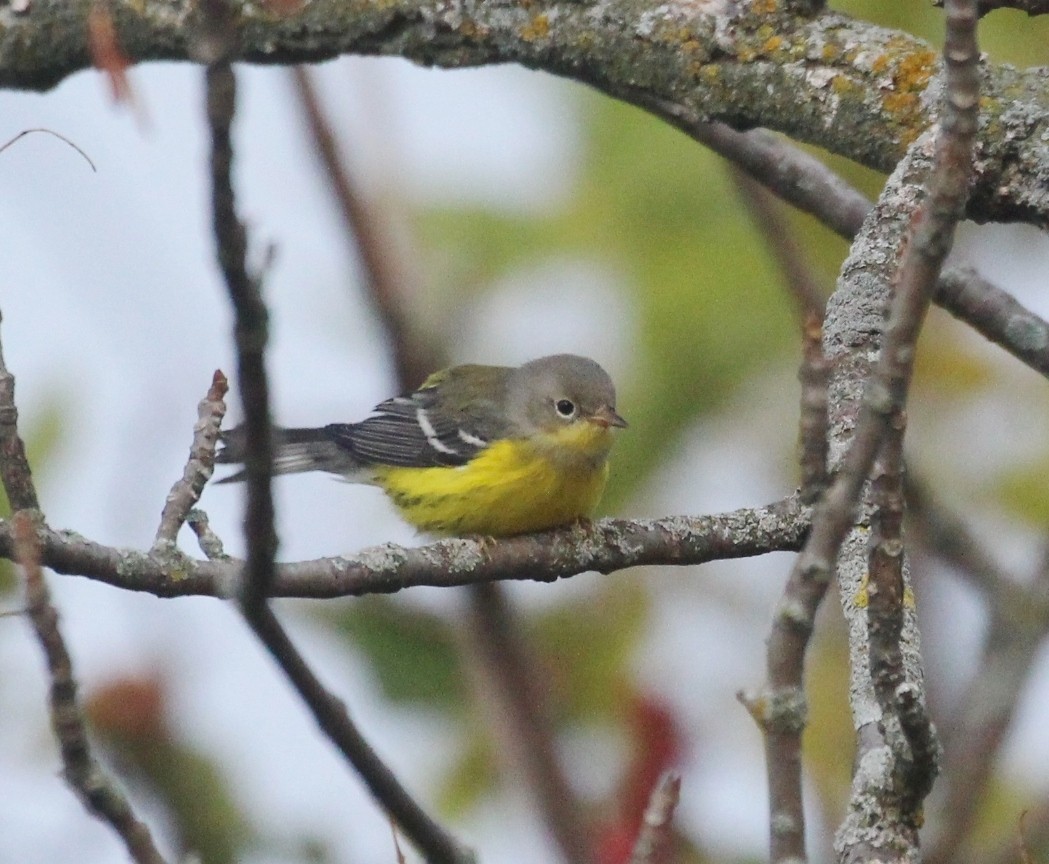Magnolia Warbler - ML642307718