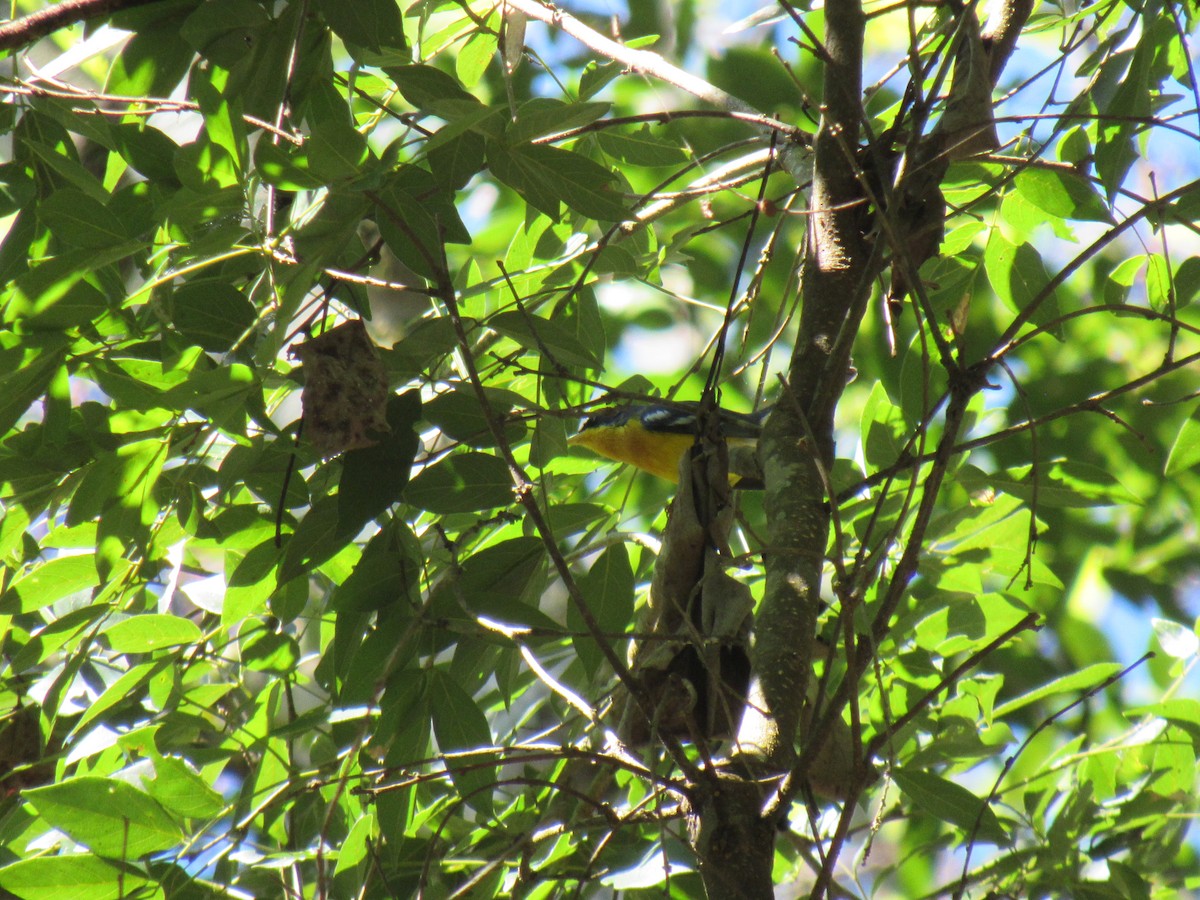 Tropical Parula - ML642307731