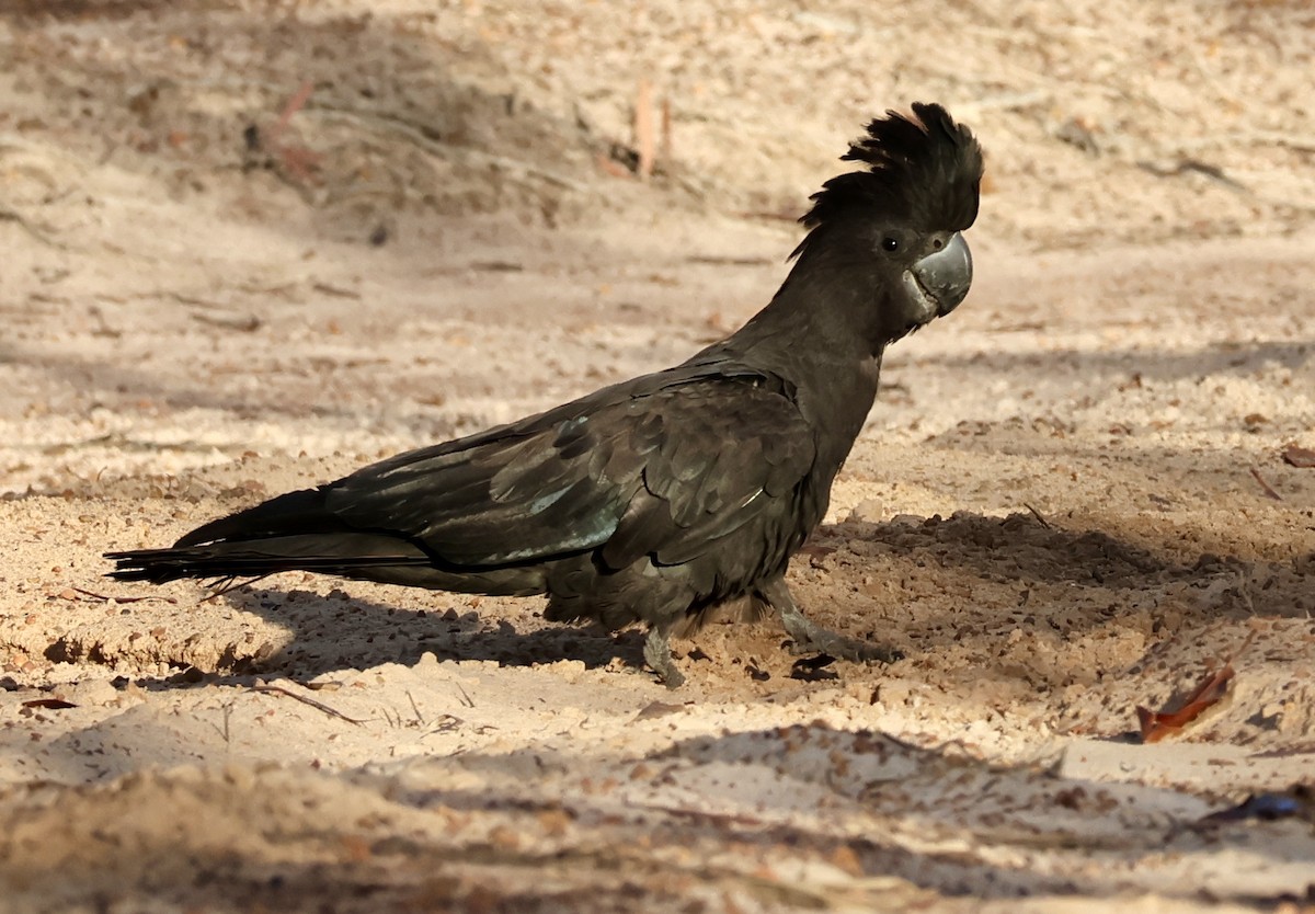 kakadu havraní - ML642307734