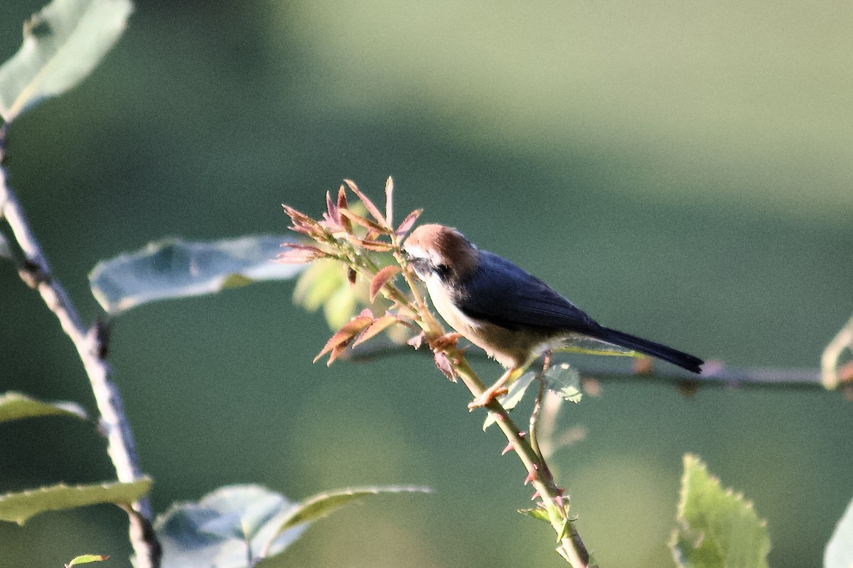 Black-throated Tit - ML642307736