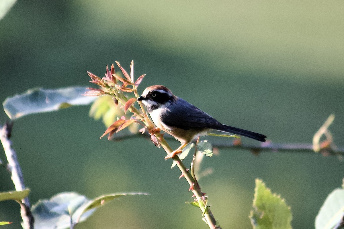 Black-throated Tit - ML642307737