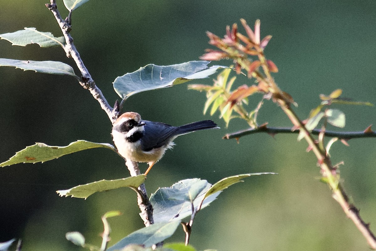 Black-throated Tit - ML642307738