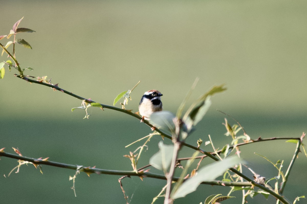 Black-throated Tit - ML642307739