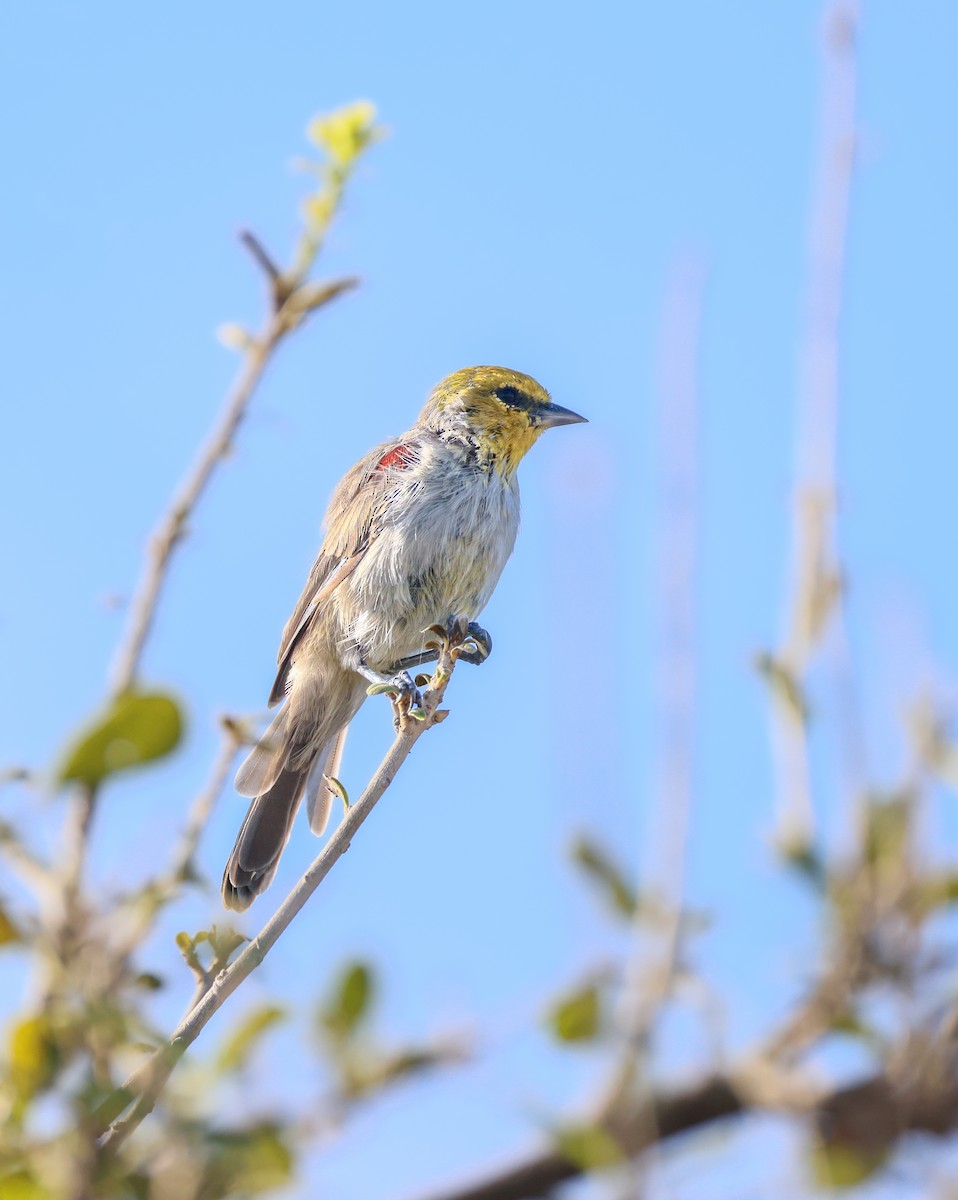 Verdin - ML642307751