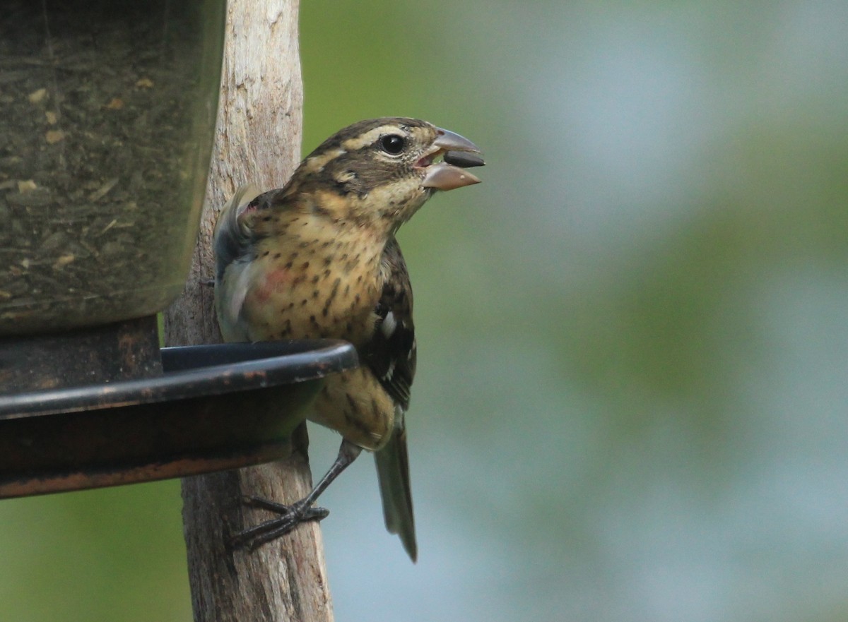 Rose-breasted Grosbeak - ML642307762
