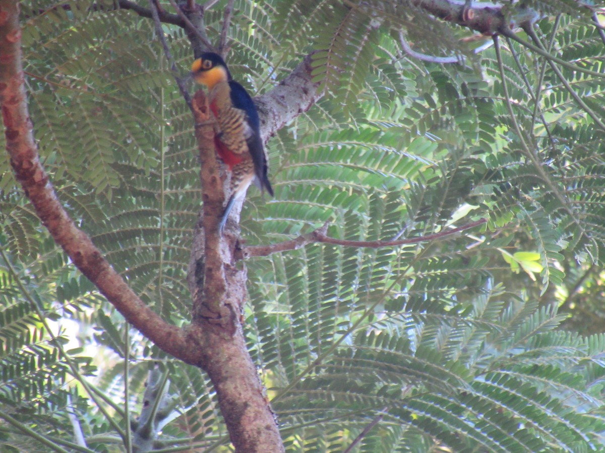 Yellow-fronted Woodpecker - ML642307818