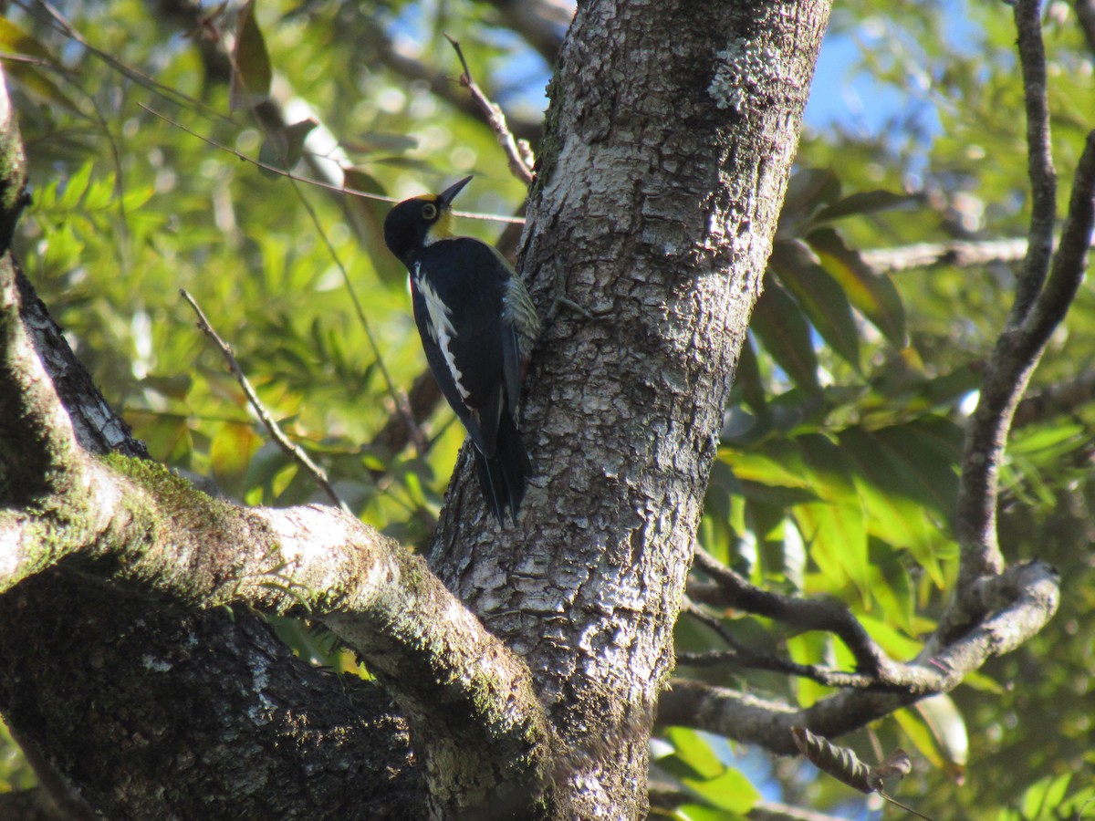 Yellow-fronted Woodpecker - ML642307819