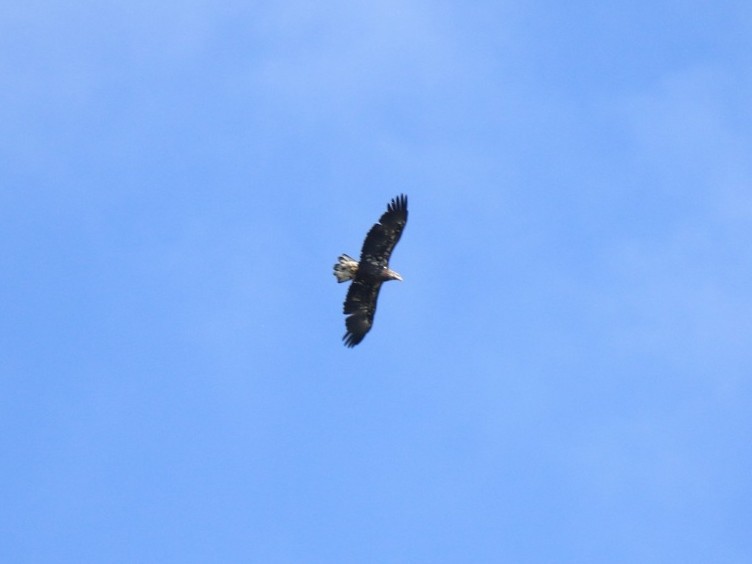 Bald Eagle - ML642307830
