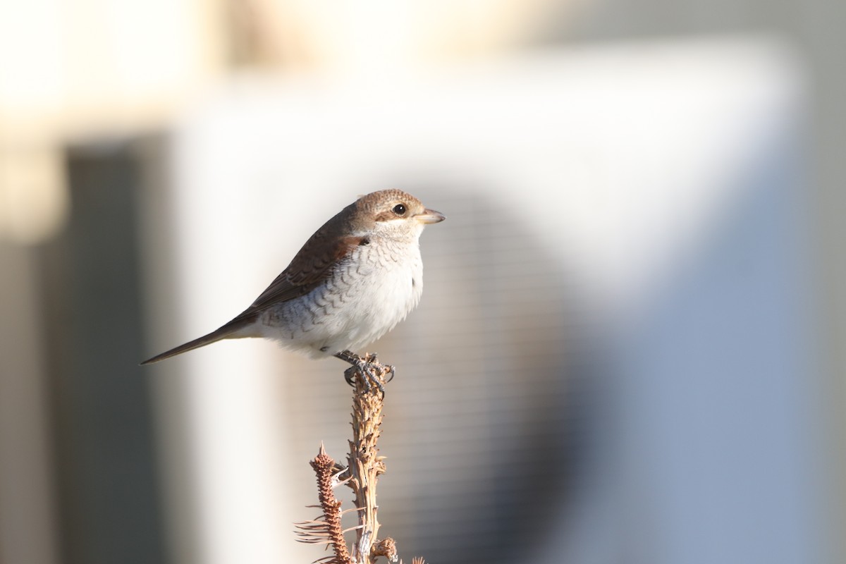 Red-backed Shrike - ML642307833