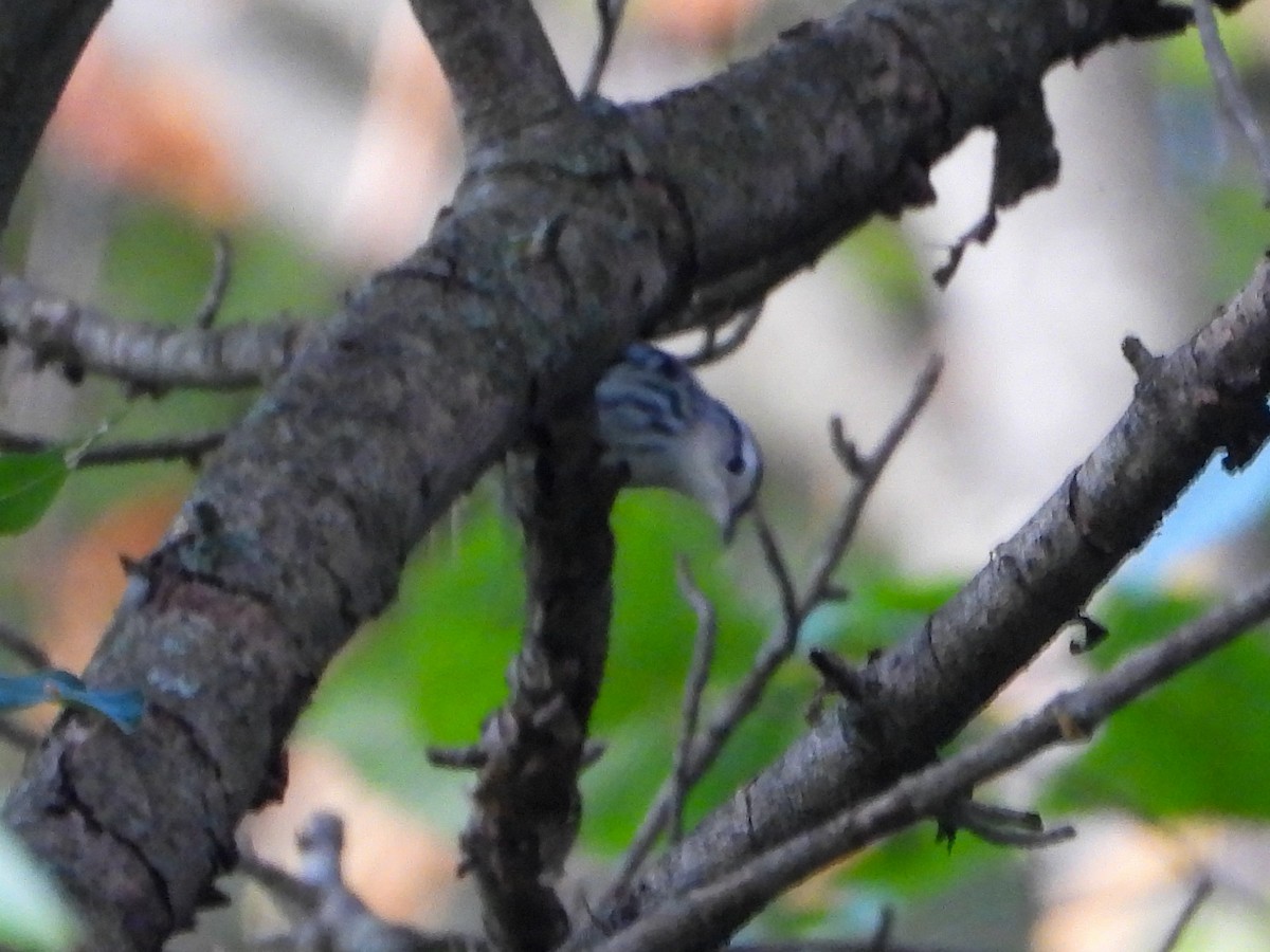 Black-and-white Warbler - ML642307834