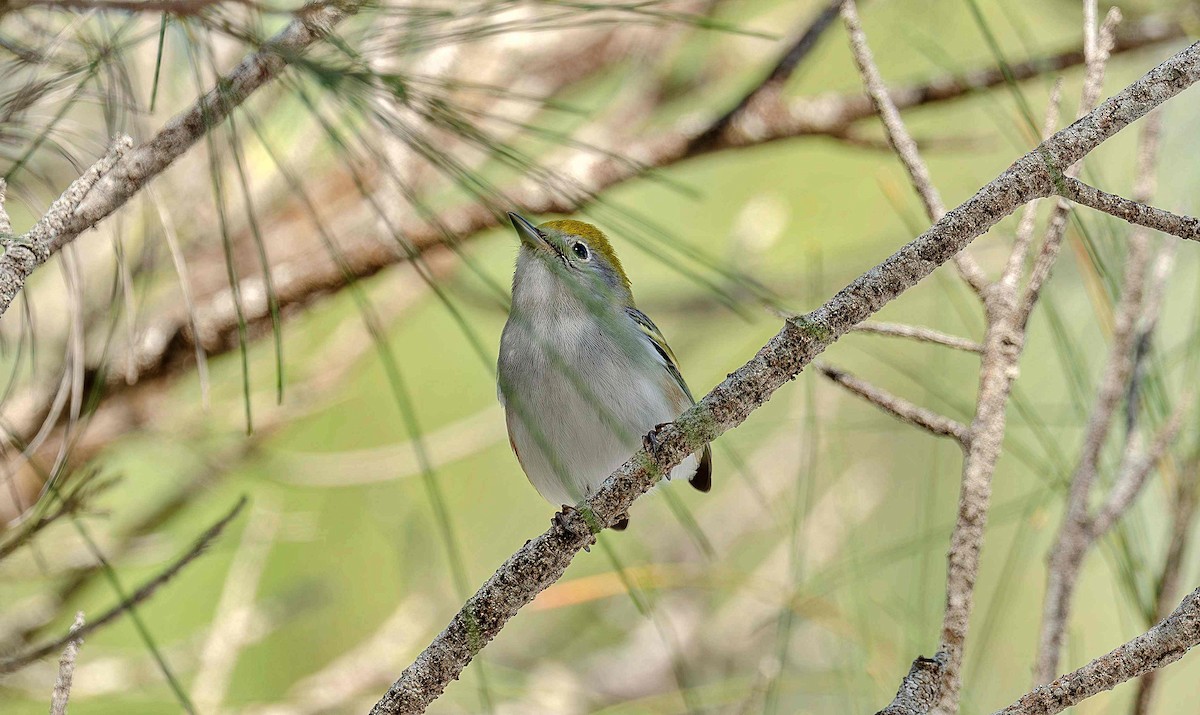Chestnut-sided Warbler - ML642307837