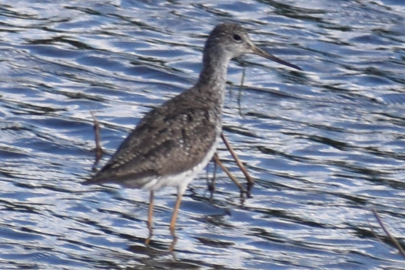 Greater Yellowlegs - ML642307838