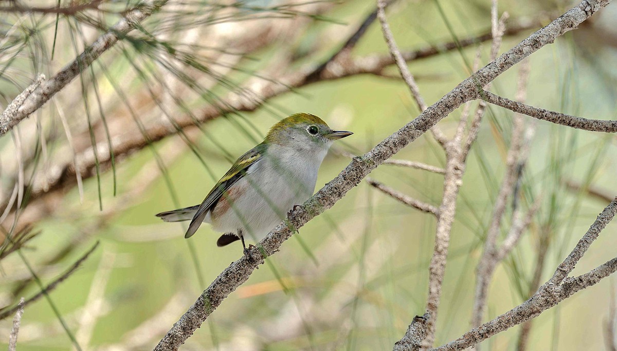 Chestnut-sided Warbler - ML642307840
