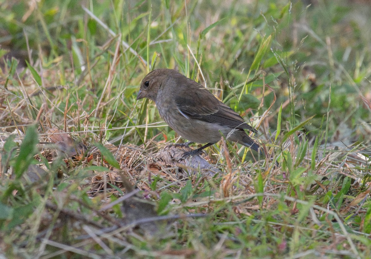 Indigo Bunting - ML642307842