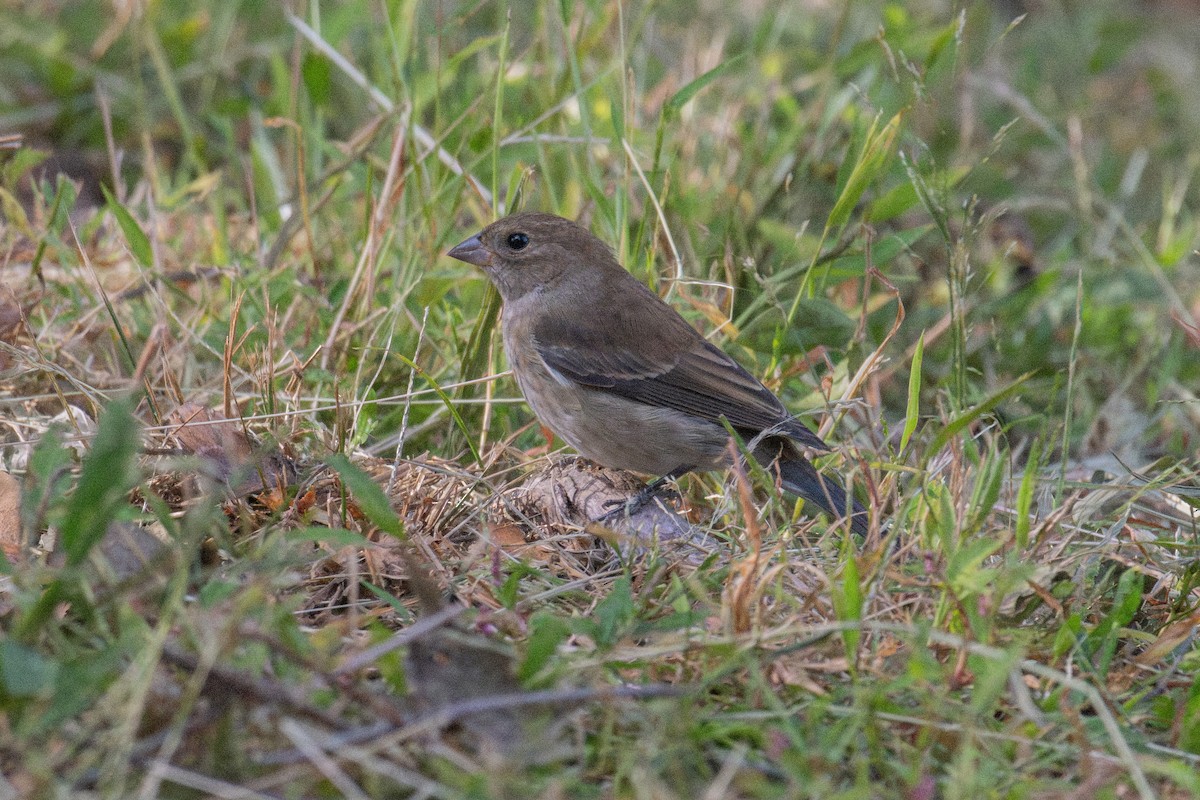 Indigo Bunting - ML642307843