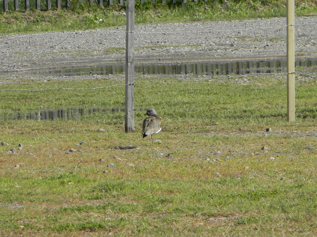 Southern Lapwing - ML642307844