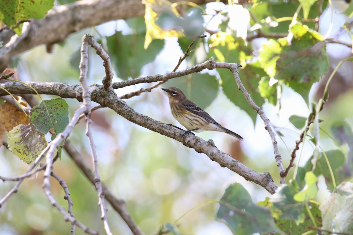 Yellow-rumped Warbler - ML642307845