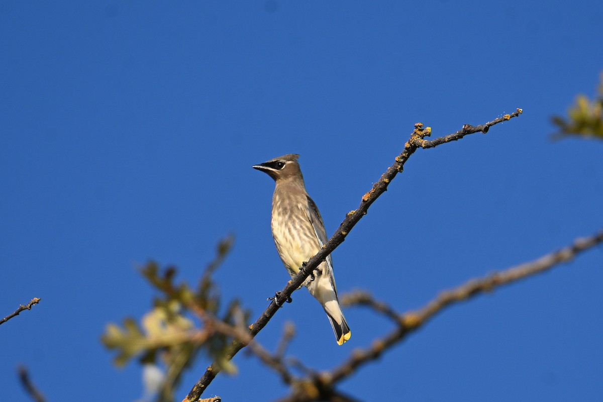 Cedar Waxwing - ML642307846