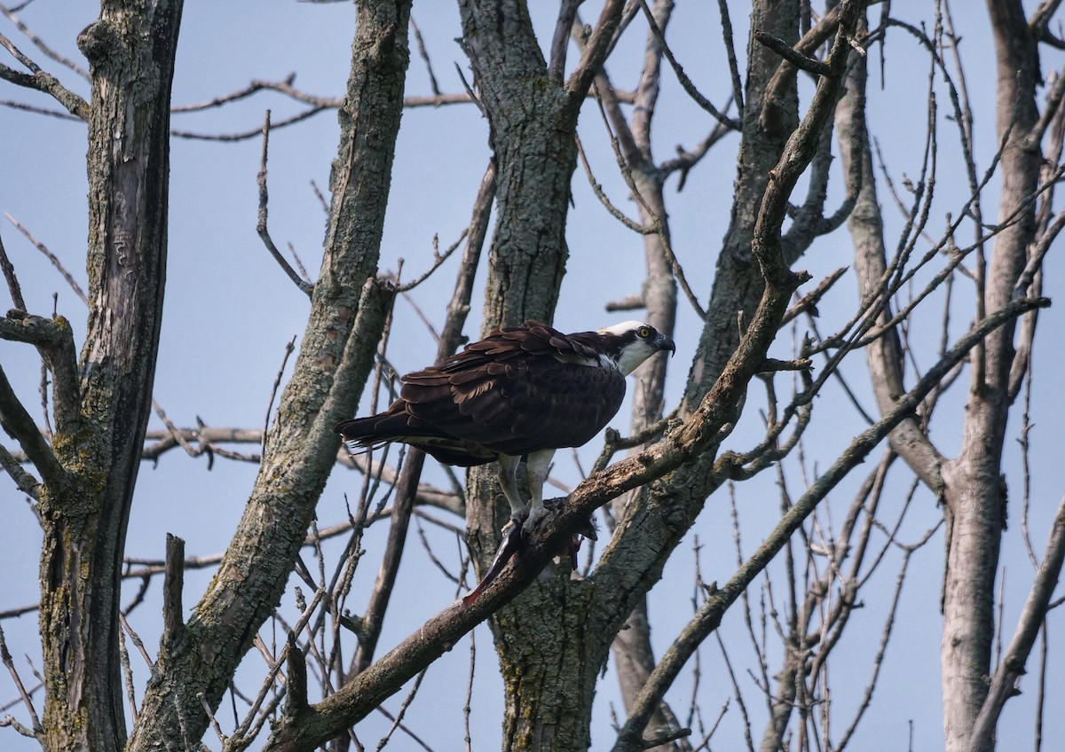 Osprey - ML642307847