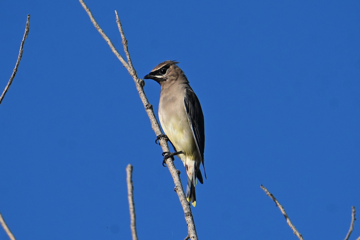 Cedar Waxwing - ML642307848