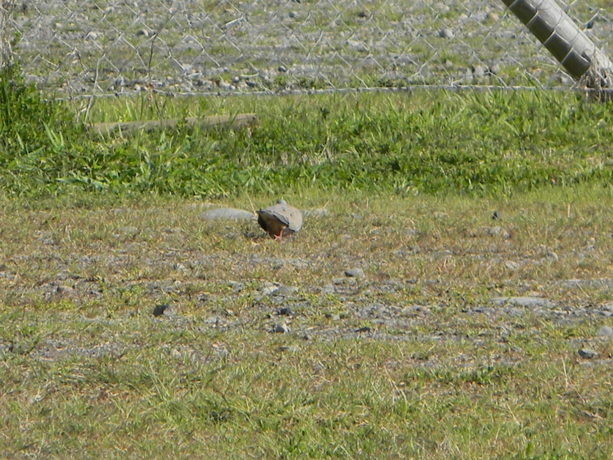 Eared Dove - ML642307850