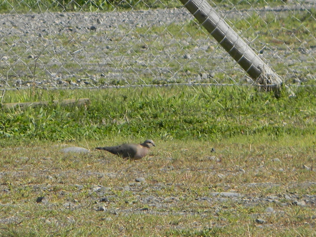 Eared Dove - ML642307851