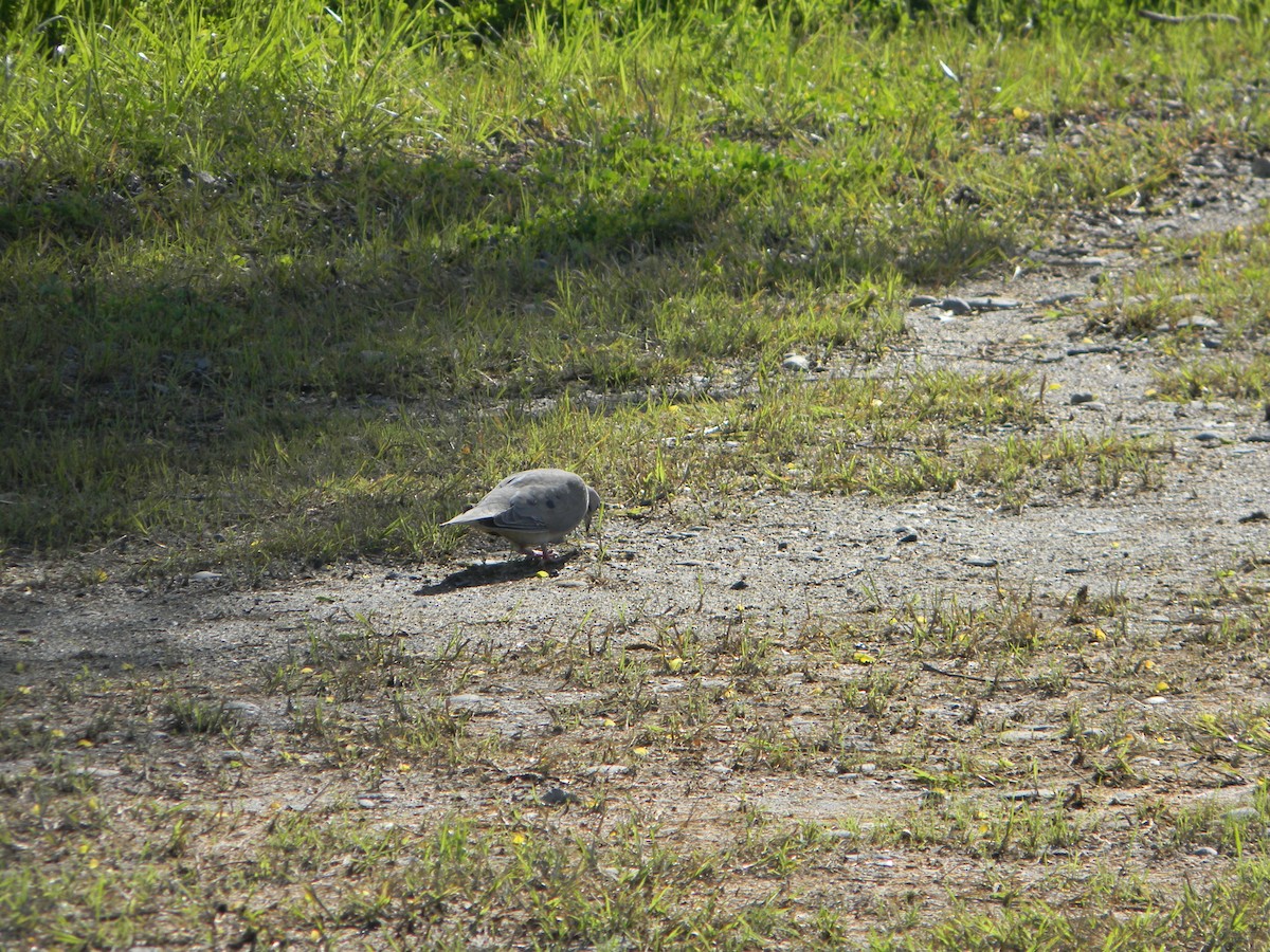 Eared Dove - ML642307852