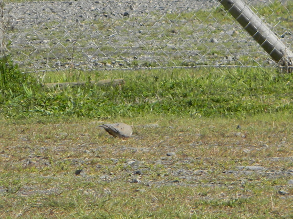 Eared Dove - ML642307853